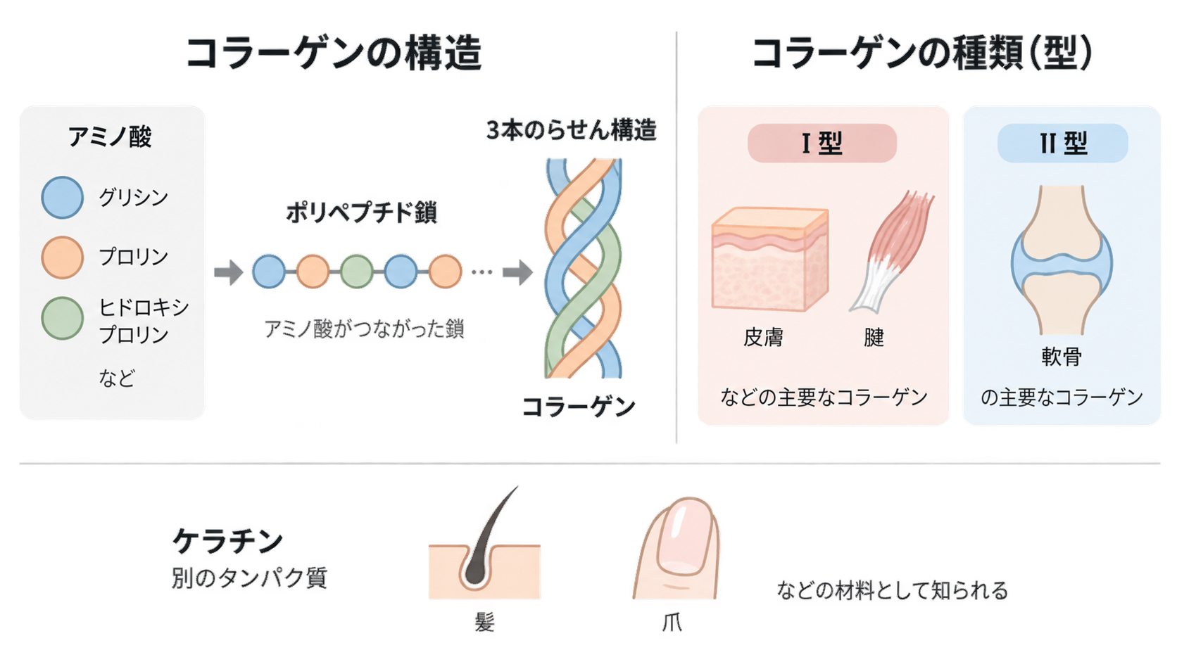 アミノ酸が連なったポリペプチド鎖が3本のらせん構造のコラーゲンになる流れと、皮膚・腱のI型、軟骨のII型、髪・爪の材料であるケラチンを示した図。