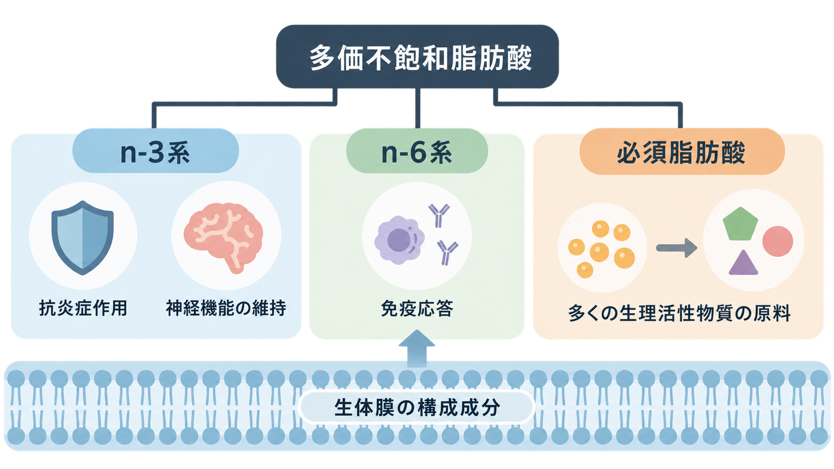 「多価不飽和脂肪酸」からn-3系、n-6系、必須脂肪酸の3つに分かれる図。n-3系は抗炎症作用と神経機能の維持、n-6系は免疫応答、必須脂肪酸は多くの生理活性物質の原料と示され、下部に生体膜の構成成分の帯がある。