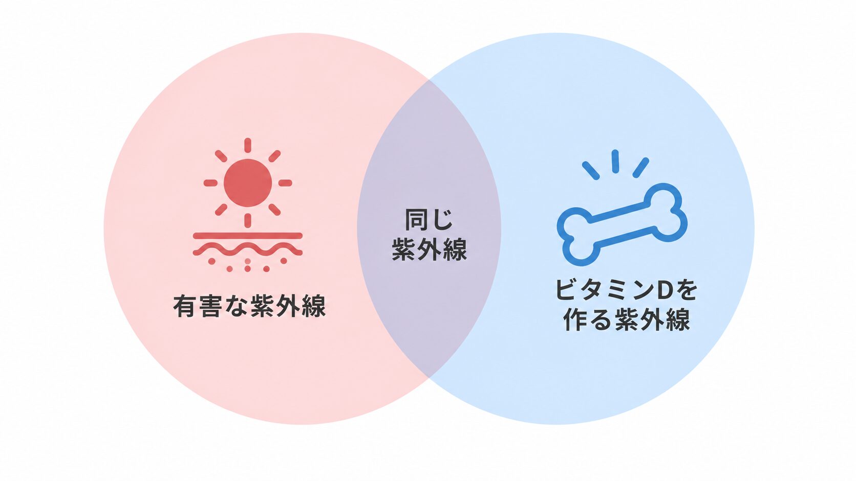 赤い円に太陽と皮膚のアイコンと「有害な紫外線」、青い円に骨のアイコンと「ビタミンDを作る紫外線」と書かれ、重なる部分に「同じ紫外線」と示されたベン図。