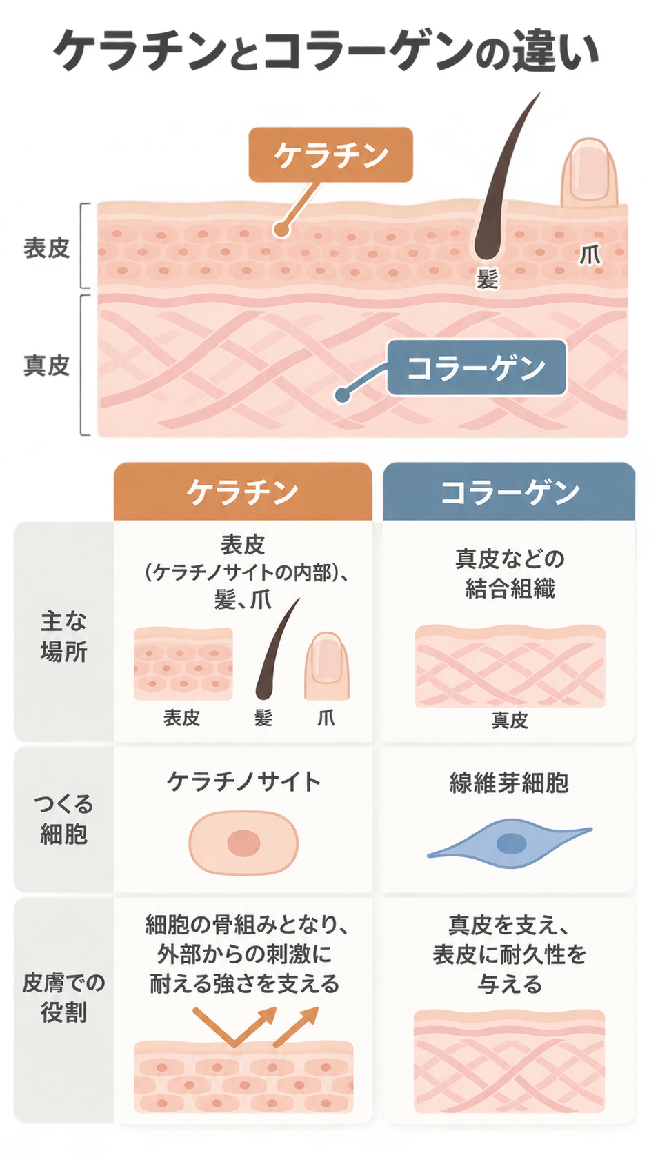 皮膚の断面図で、表皮にケラチン、真皮にコラーゲンがあることを示し、下の比較表で主な場所、つくる細胞、皮膚での役割の違いをイラストと文字で並べた図。