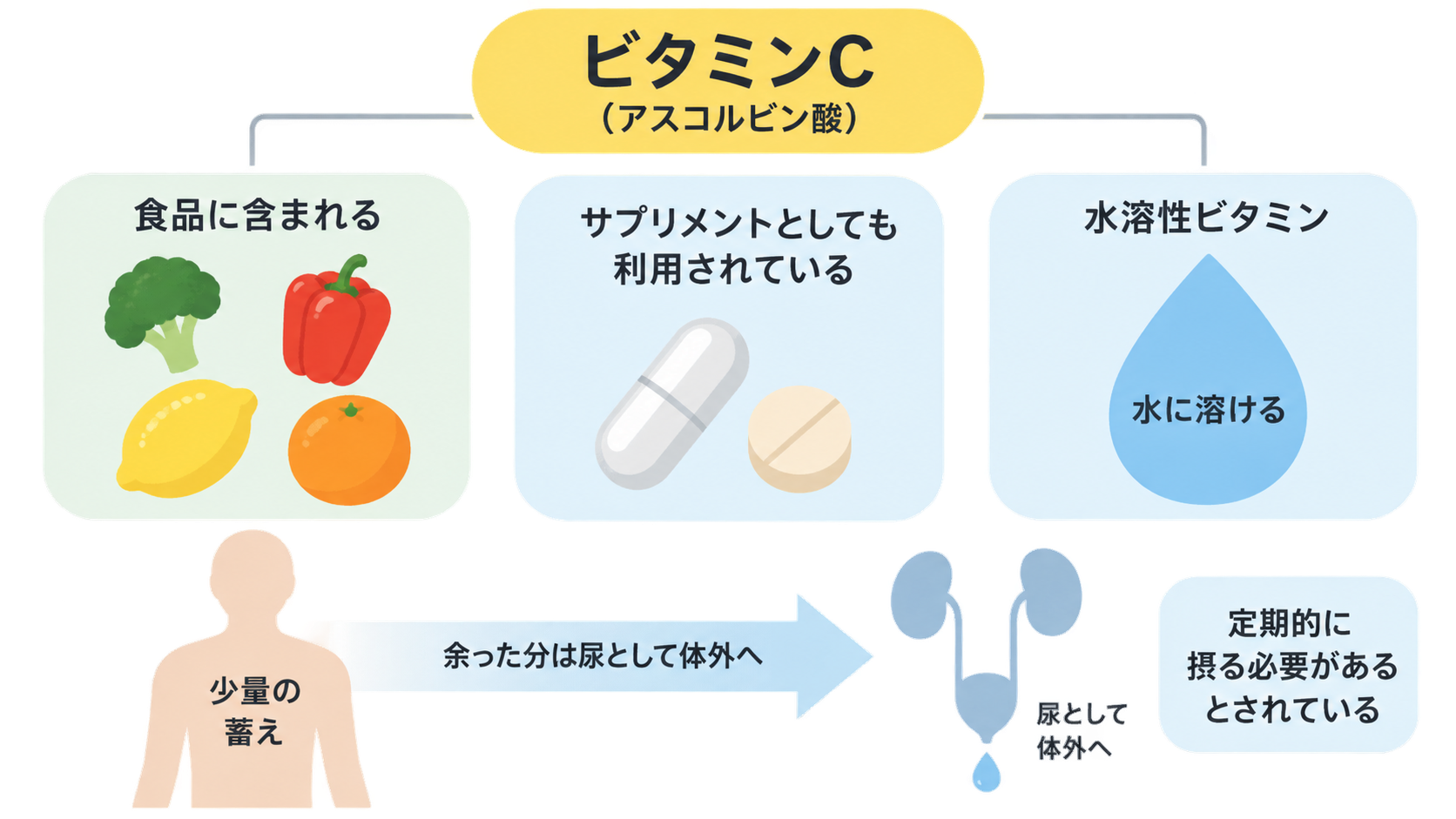 ビタミンC(アスコルビン酸)が食品やサプリメントに含まれる水溶性ビタミンであることを示し、少量の蓄えと余った分が尿として排出される流れ、定期的に摂る必要があることを説明した図。