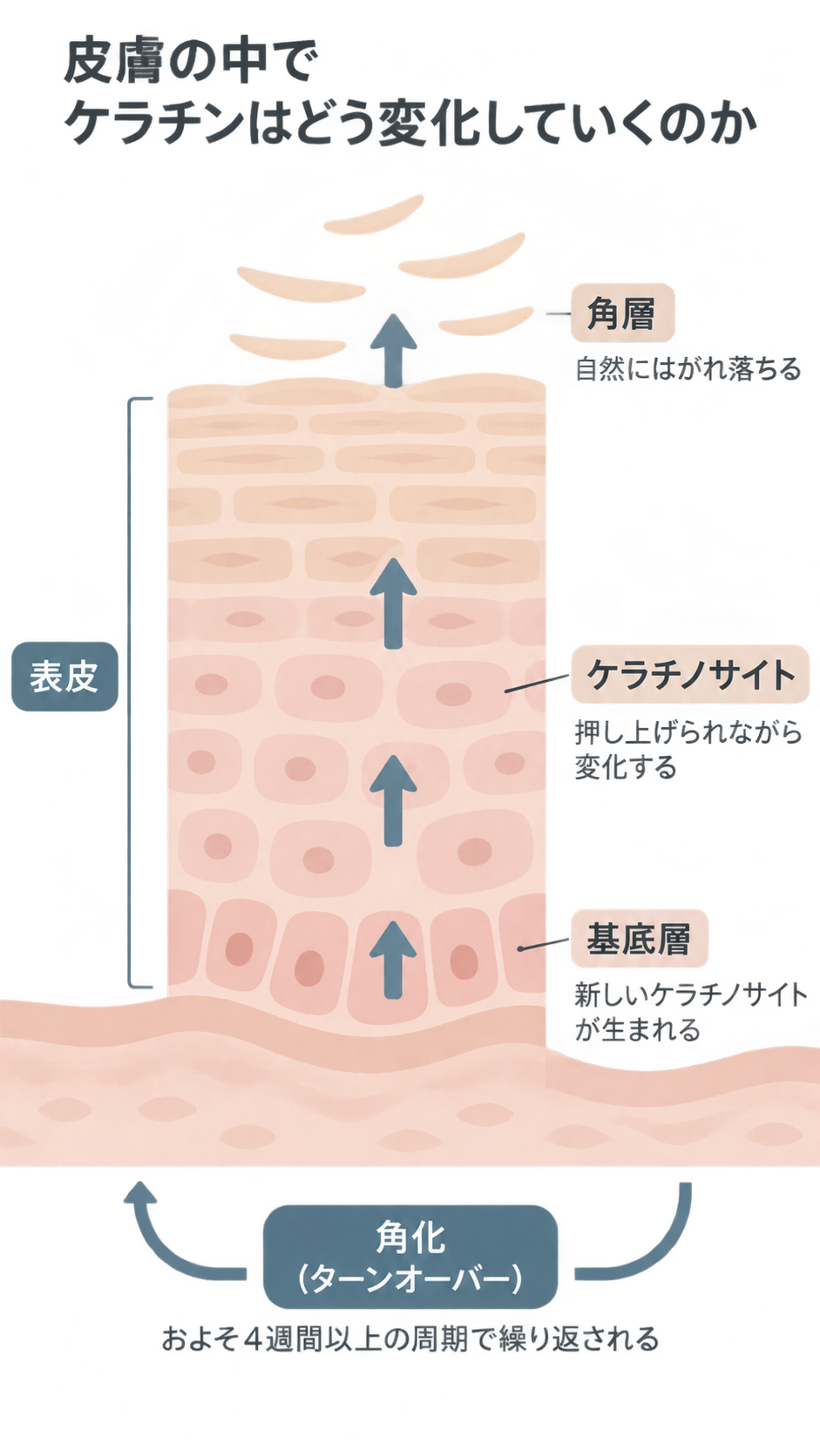表皮の断面図。基底層で生まれたケラチノサイトが矢印の方向に押し上げられながら変化し、角層から自然にはがれ落ちる。下部に角化(ターンオーバー)が約4週間以上の周期で繰り返されると示されている。