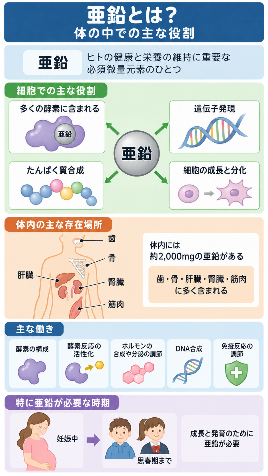 亜鉛の細胞での役割、体内の主な存在場所(歯・骨・肝臓・腎臓・筋肉)、主な5つの働き、妊娠中から思春期まで特に必要な時期をイラストで説明した図。