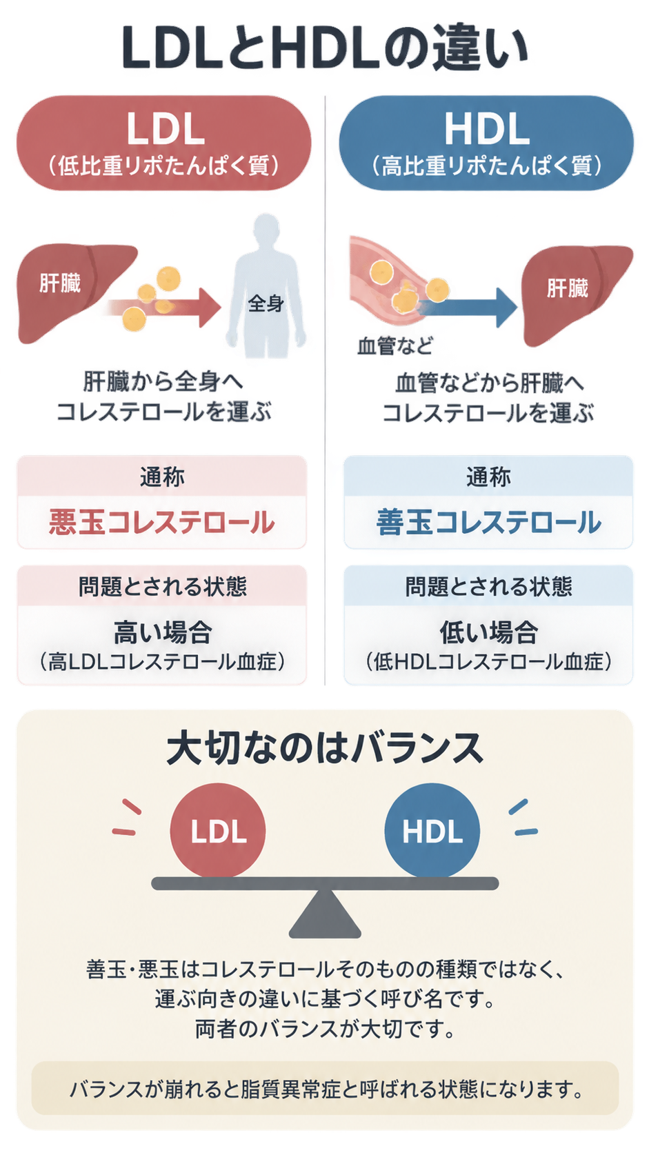 LDLは肝臓から全身へ、HDLは血管などから肝臓へコレステロールを運ぶことを赤と青で左右に比べ、通称や問題となる状態、両者のバランスの大切さを示した図。