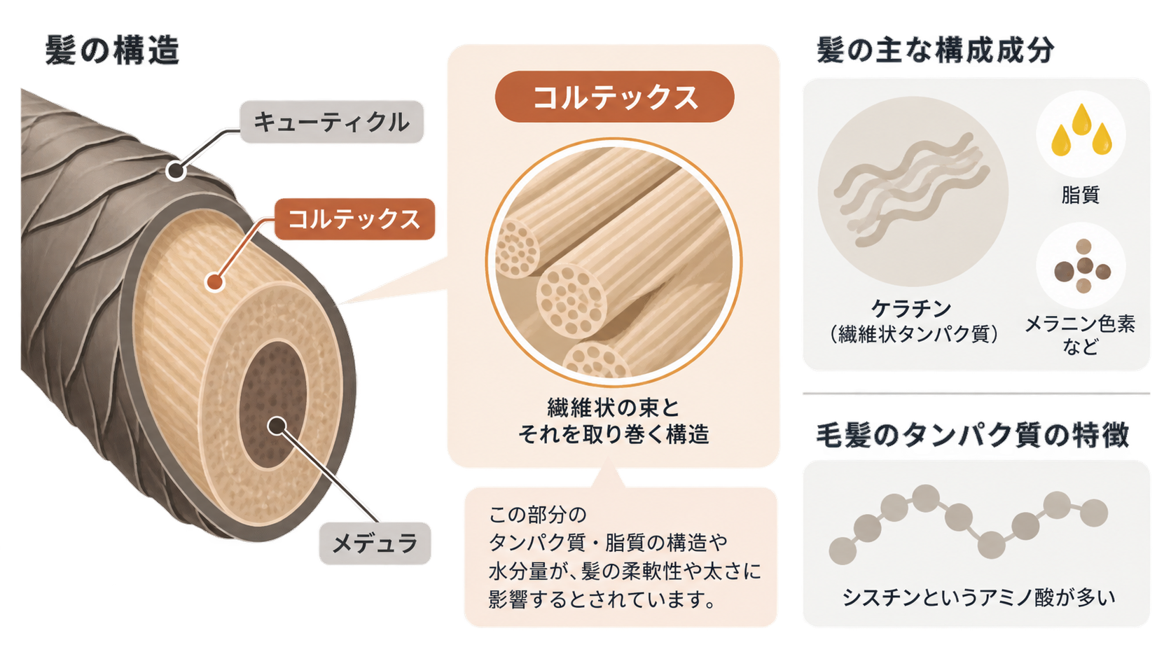 髪の断面をキューティクル、コルテックス、メデュラに分けて示し、コルテックスの繊維状の束の拡大図と、ケラチン・脂質・メラニン色素などの構成成分、シスチンが多いタンパク質の特徴を並べた図。