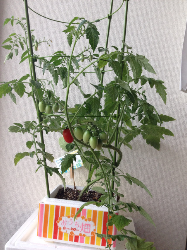 野菜栽培キット「おうち畑」種まきから３ヶ月！ミニトマト収穫開始