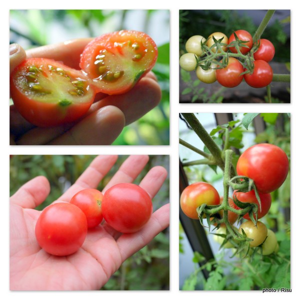 プランターdeミニトマト大収穫３ヶ月の記録